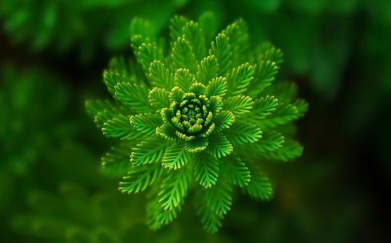 Eco-Friendly Green Leaf Forest